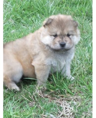 Chow Chow Welpen mit Stammbaum  Whatsapp  +4915218927086.