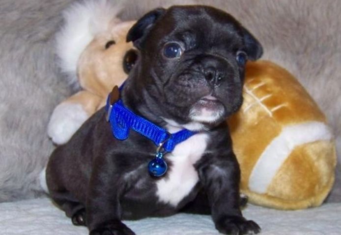 Liebenswert Französische Bulldoggenwelpen :Whats App: +49 15218927086