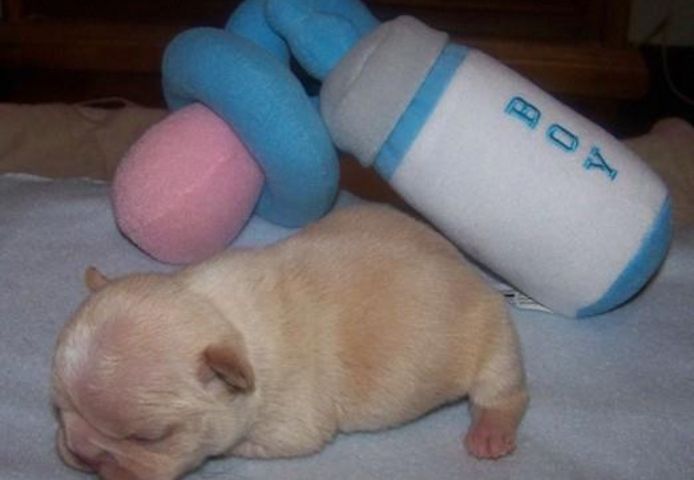 Liebenswert Französische Bulldoggenwelpen :Whats App: +49 15218927086