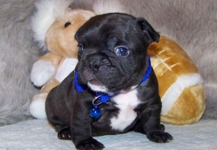 Liebenswert Französische Bulldoggenwelpen :Whats App: +49 15218927086