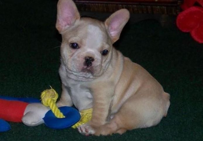 Liebenswert Französische Bulldoggenwelpen :Whats App: +49 15218927086