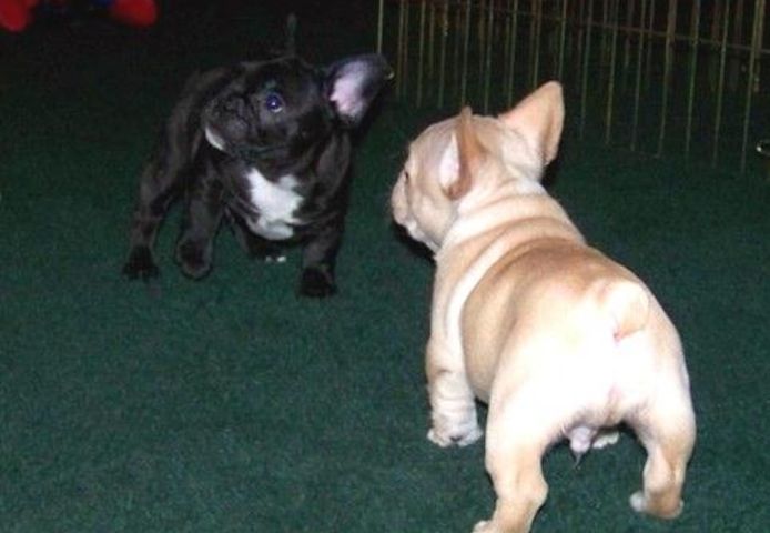 Liebenswert Französische Bulldoggenwelpen :Whats App: +49 15218927086