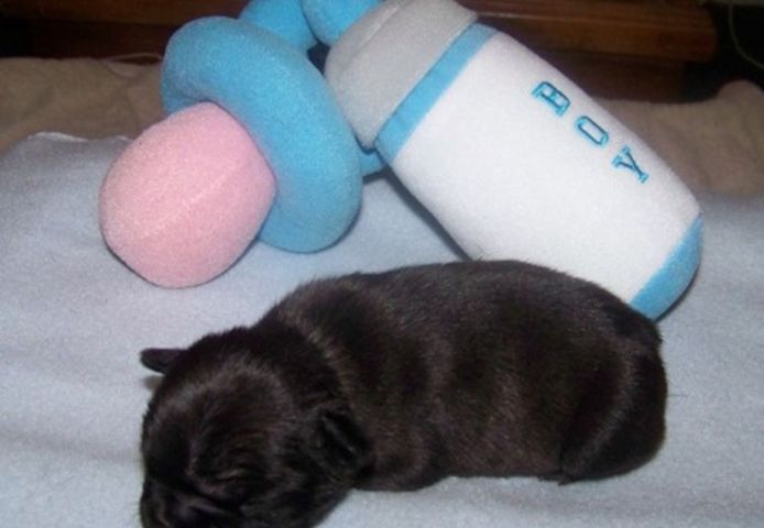 Liebenswert Französische Bulldoggenwelpen :Whats App: +49 15218927086