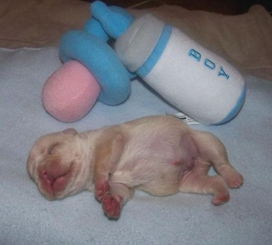 Liebenswert Französische Bulldoggenwelpen :Whats App: +49 15218927086