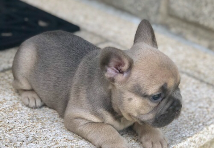 Schöne Französische Bulldoggenwelpen