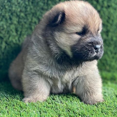Gesund Chow Chow Welpen   Whatsapp  +4915218927086.