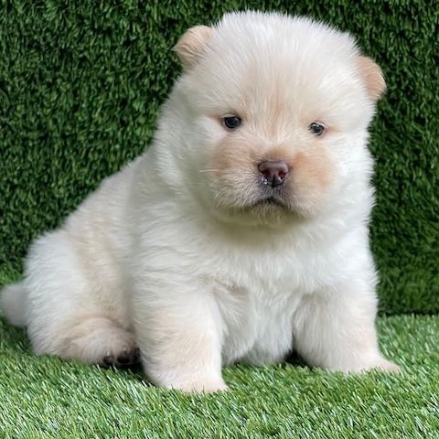 Gesund Chow Chow Welpen   Whatsapp  +4915218927086.