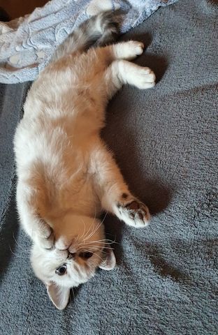 Bkh Kitten
