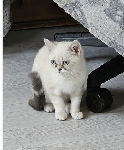 Bkh Kitten
