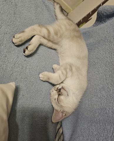 Bkh Kitten
