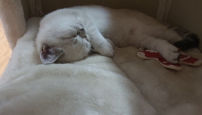 Bkh Kitten