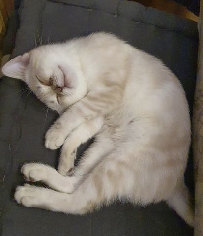 Bkh Kitten