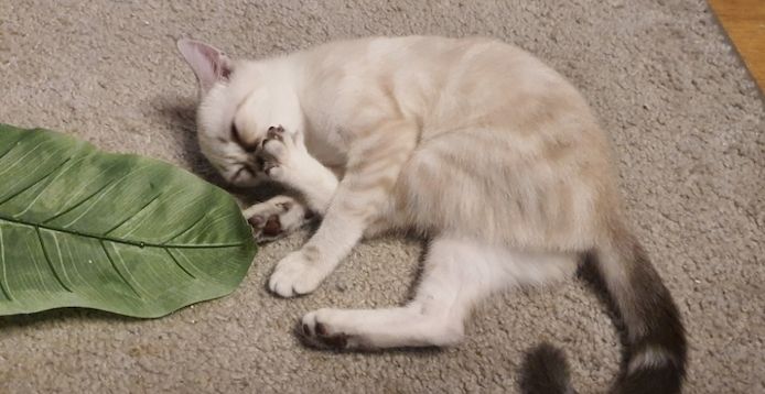 Bkh Kitten