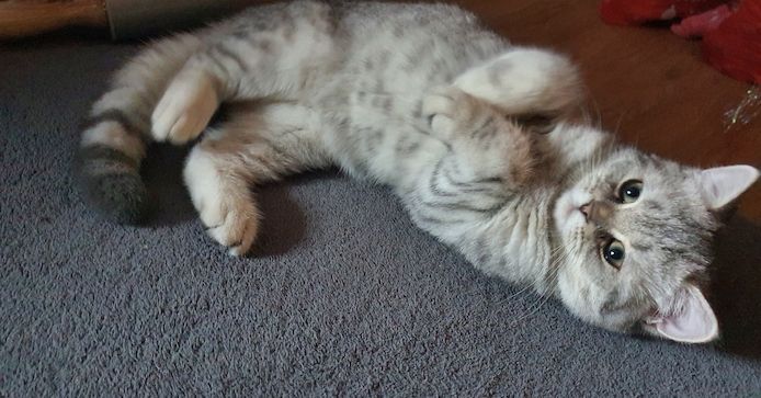 Bkh Kitten
