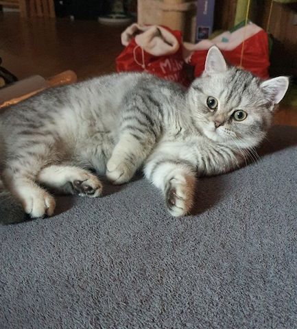 Bkh Kitten