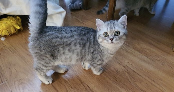 Bkh Kitten