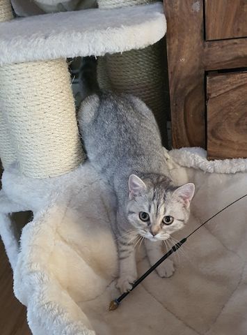 Bkh Kitten