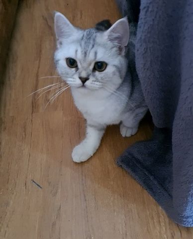 Bkh Kitten