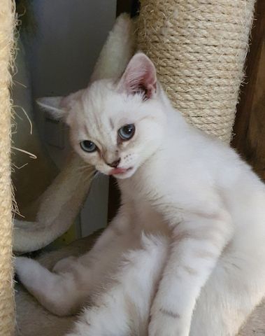 Bkh Kitten