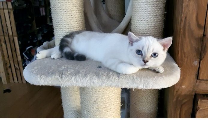 Bkh Kitten