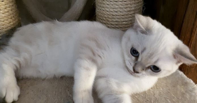 Bkh Kitten