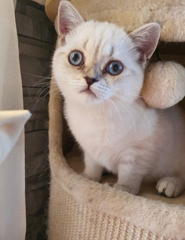 Bkh Kitten