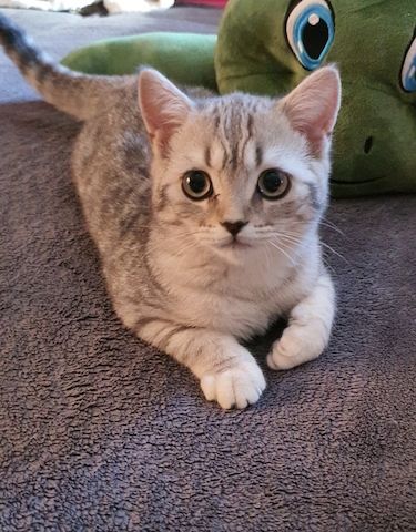 Bkh Kitten