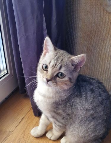 Bkh Kitten