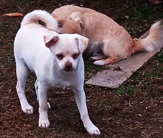 Teddy - Bärchen und Pepito der Kuschler, suchen noch ein liebevolles Zuhause.