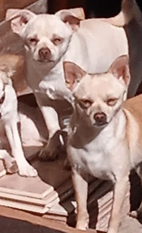 Teddy - Bärchen und Pepito der Kuschler, suchen noch ein liebevolles Zuhause.