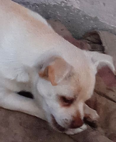 Teddy - Bärchen und Pepito der Kuschler, suchen noch ein liebevolles Zuhause.