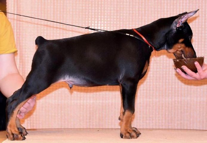 Schöne Dobermann-Welpen abzugeben. (FCI Ahnentafel)