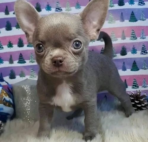Chihuahua-Welpe zu verkaufen