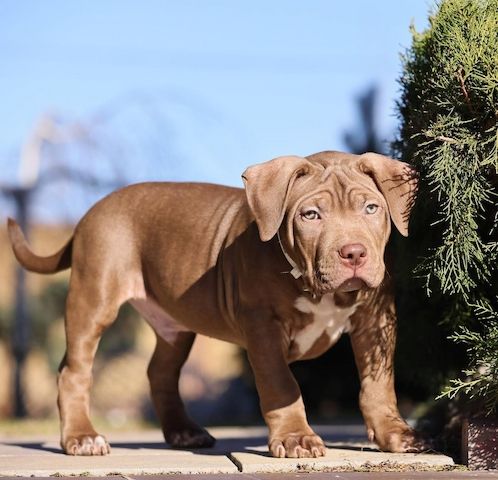 American Bully-Welpen. (Taschen, Normalgrößen und XL)