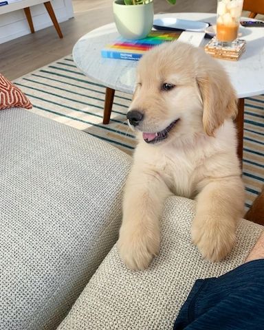 Golden Retriever Welpen