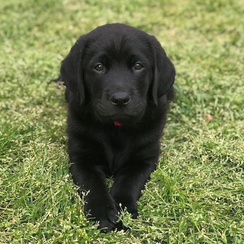 Schöne Labrador-Welpen verfügbar.