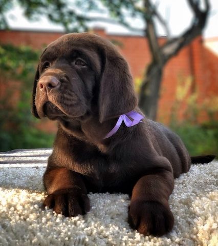 Schöne Labrador-Welpen verfügbar.