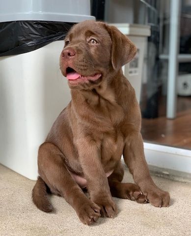 Schöne Labrador-Welpen verfügbar.