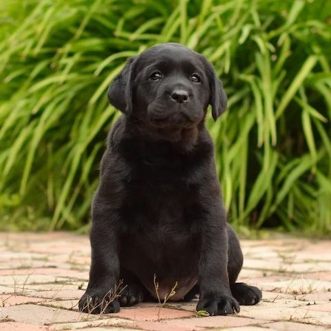Schöne Labrador-Welpen verfügbar.