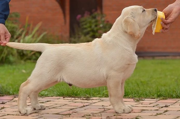 Schöne Labrador-Welpen verfügbar.