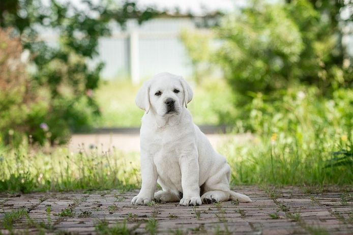 Schöne Labrador-Welpen verfügbar.