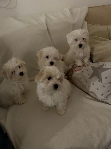 Bichon frise Welpen verfügbar.
