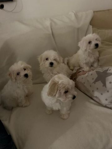 Bichon frise Welpen verfügbar.