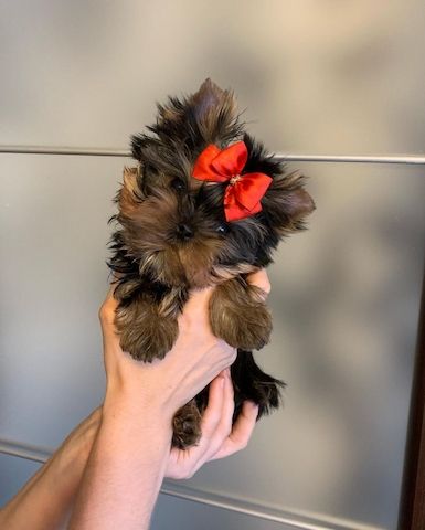 Yorkshire Terrier Welpen (Er)