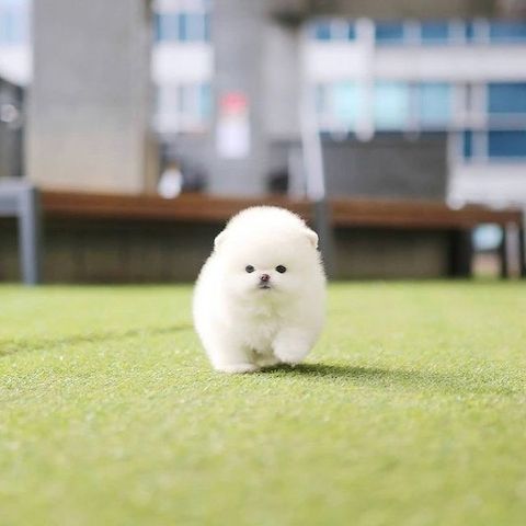 Pomeranian-Welpen für ein liebevolles Zuhause