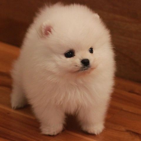 Pomeranian-Welpen für ein liebevolles Zuhause