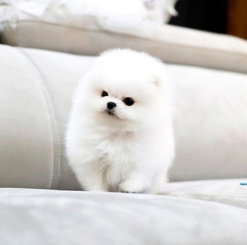 Pomeranian-Welpen für ein liebevolles Zuhause