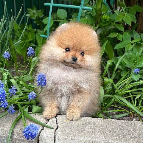 Pomeranian-Welpen für ein liebevolles Zuhause