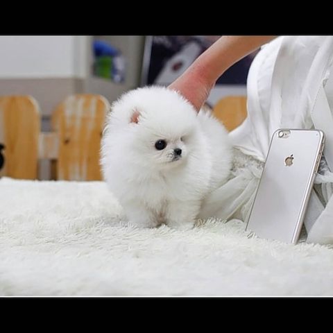 Pomeranian-Welpen für ein liebevolles Zuhause
