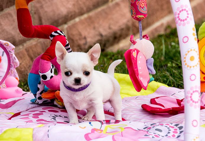 Wunderschöne reinrassige Chihuahua-Welpen.